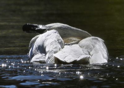 Trumpeter_Swan_3418t_1000p.jpg