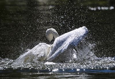 Trumpeter_Swan_3433_1000p.jpg