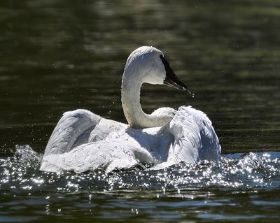 Trumpeter_Swan_3456_1000p.jpg