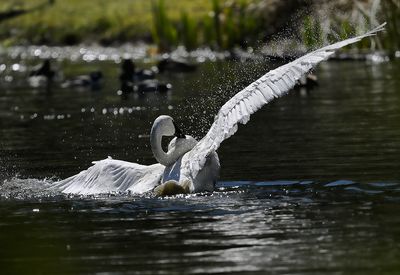 Trumpeter_Swan_3499_1000p.jpg