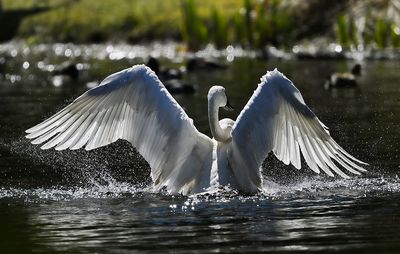 Trumpeter_Swan_3505_1000p.jpg