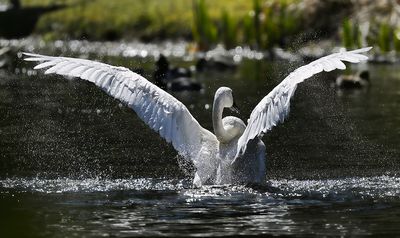 Trumpeter_Swan_3507b_1000p.jpg