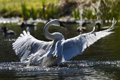 Trumpeter_Swan_3534_1000p.jpg