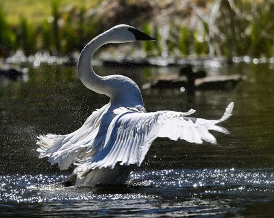Trumpeter_Swan_3537_1000p.jpg