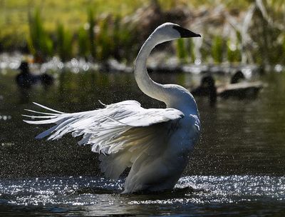Trumpeter_Swan_3542_1000p.jpg