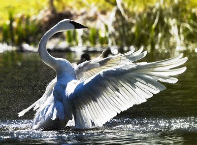 Trumpeter_Swan_3543b_1000p.jpg