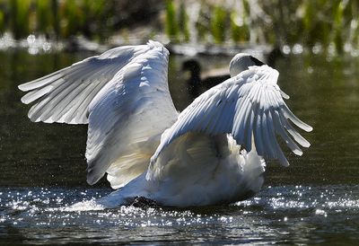 Trumpeter_Swan_3548_1000p.jpg