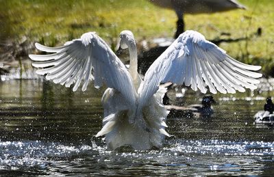 Trumpeter_Swan_3604_1000p.jpg
