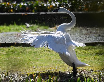 Trumpeter_Swan_3742b_1000p.jpg