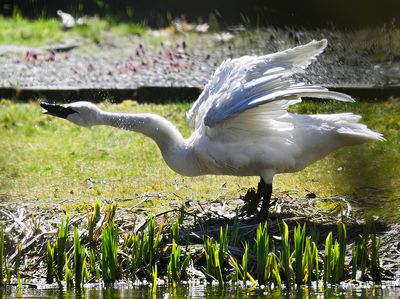 Trumpeter_Swan_3760_1000p.jpg
