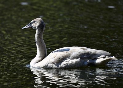 Trumpeter_Swan_4265_1000p.jpg