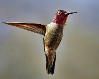 Hummingbird_4457B_1000P.jpg