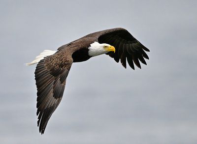 Eagle_2027_1000p.jpg