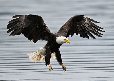 Eagle_2076_1000p.jpg