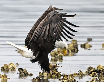 Eagle_2092_1000p.jpg
