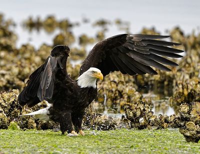 Eagle_2537_1000p.jpg