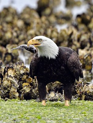 Eagle_2561_1000p.jpg
