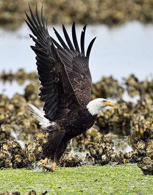 Eagle_2575_1000p.jpg