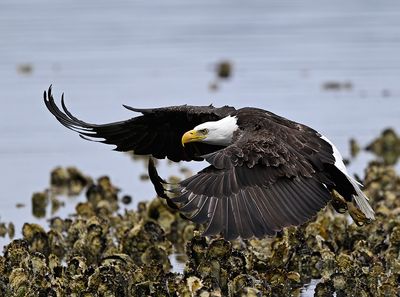 Eagle_2690_1000p.jpg