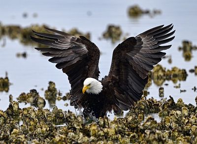 Eagle_2712_1000p.jpg
