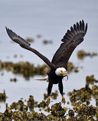 Eagle_2757_1000p.jpg