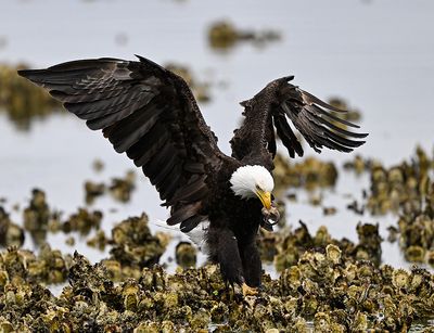 Eagle_2774_1000p.jpg
