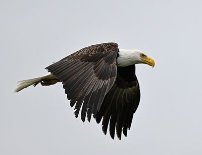 Eagle_2856_1000p.jpg