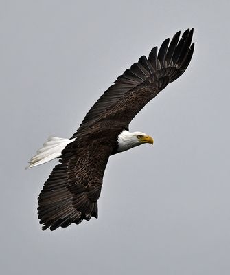 Eagle_2877_1000p.jpg