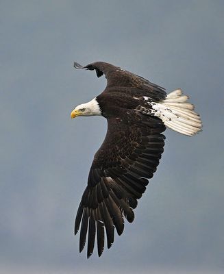 Eagle_3560_1000p.jpg