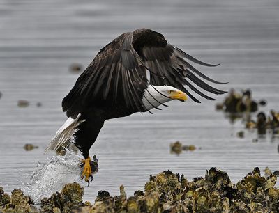 Eagle_3997_1000p.jpg