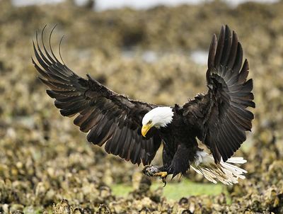 Eagle_4321_1000p.jpg