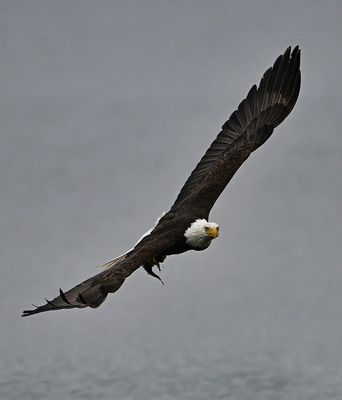 Eagle_4949_1000p.jpg