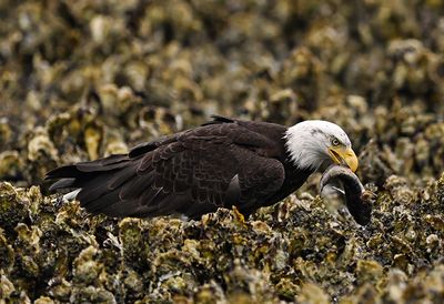 Eagle_5140_1000p.jpg