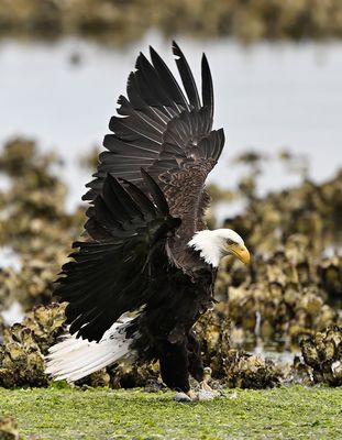 Eagles_2534_1000p.jpg
