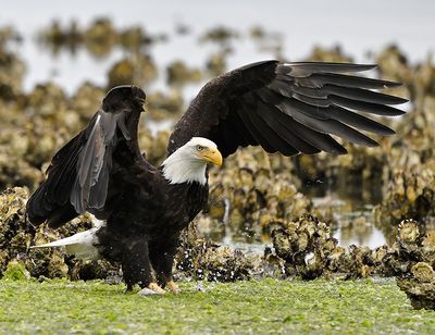 Eagles_2537_1000p.jpg
