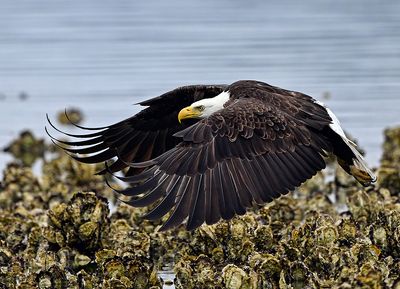 Eagles_2685_1000p.jpg