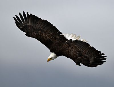 Eagles_2941_1000p.jpg