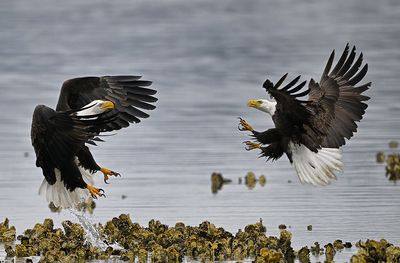 Eagles_3257_1000p.jpg