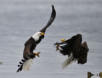 Eagles_3260_1000p.jpg