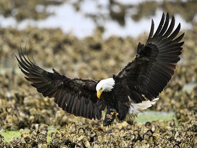 Eagles_3370_1000p.jpg