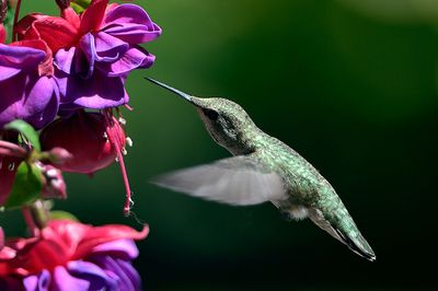 Hummingbird_05182015_7170_72pi.jpg