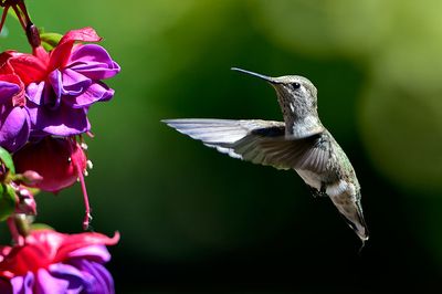 Hummingbird_05182015_7174_72pi.jpg