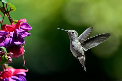 Hummingbird_05182015_7176a_72pi.jpg