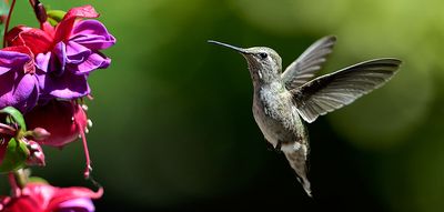 Hummingbird_05182015_7176c_72pi.jpg