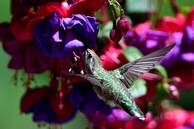 Hummingbird_05182015_7204_72pi.jpg