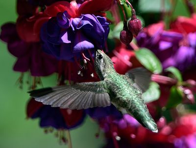 Hummingbird_05182015_7205_72pi.jpg