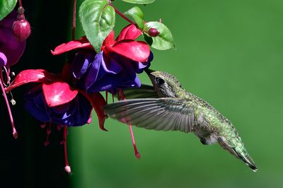 Hummingbird_05182015_7245_72pi.jpg