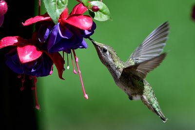 Hummingbird_05182015_7249_72pi.jpg