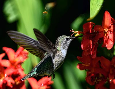 Hummingbird_1940b_72pi.jpg