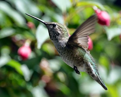 Hummingbird_6654_1000p.jpg